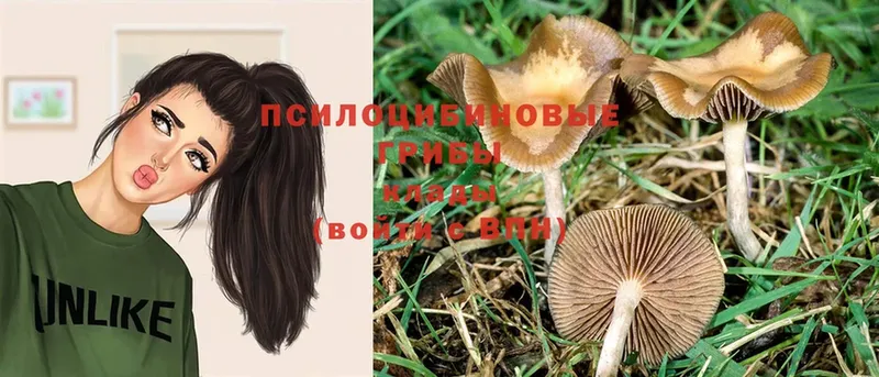 Галлюциногенные грибы Psilocybe  Касли 